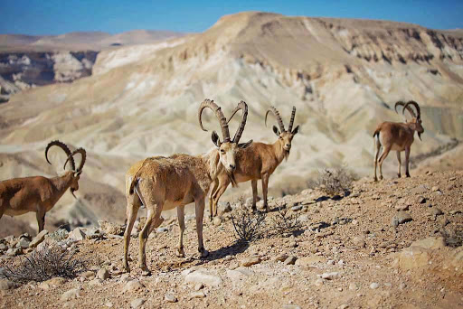 A herd of Nubian Ibex in the Negev Desert, Israel.