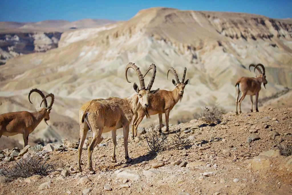 ibex-negev-desert-Israel - A herd of Nubian Ibex in the Negev Desert, Israel.
