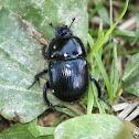 Dor Beetle - Chrobák lesní