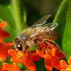 European honey bee, western honey bee