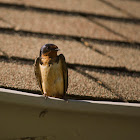 Barn Swallow