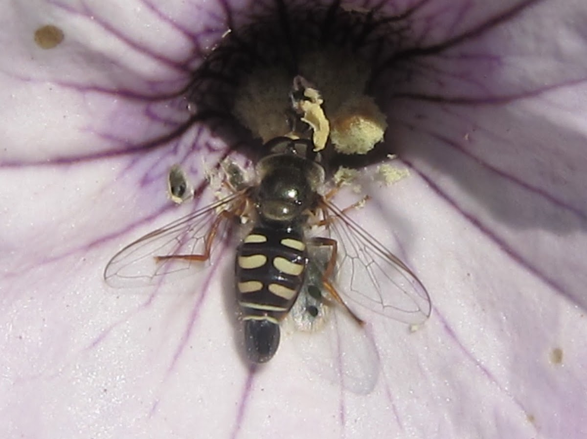 Bird Hover Fly Male