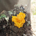 witches' butter