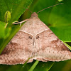 looper moth
