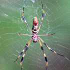 Golden-silk Orb Weaver Spider