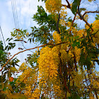 Lluvia de Oro (Golden Shower Tree)