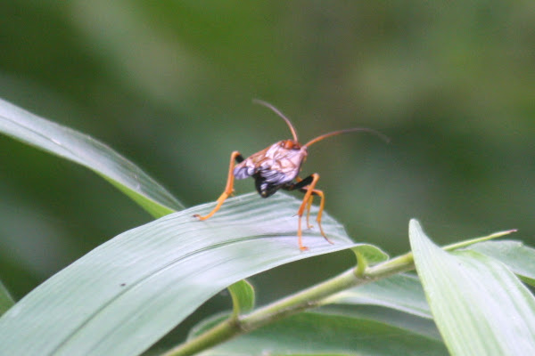 Two-inch flying bug | Project Noah