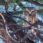 Northern Saw-whet Owl