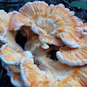 Chicken of the Woods or Sulfur Shelf Fungus