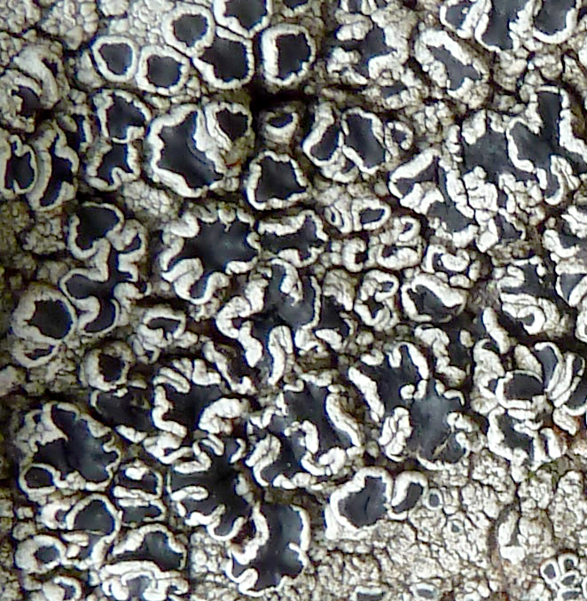 Black Shield Lichen