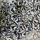 Black Shield Lichen