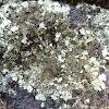 greenshield lichen