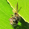 Wasp with Prey