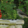 cardinal and mockingbird