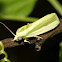 Spotted Bollworm