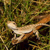 Central Bearded Dragon