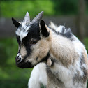 Goat (Hausziege)