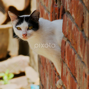 by Rathin Sarkar - Animals - Cats Portraits