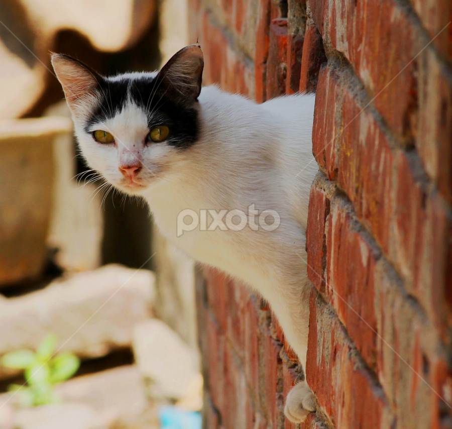 by Rathin Sarkar - Animals - Cats Portraits