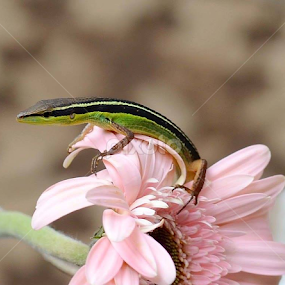 Kadal kecil.. by Dwi Ratna Miranti - Animals Reptiles