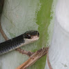 Black Racer Video