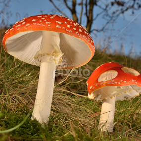 Fly agarics  by Keith Bannister - Nature Up Close Mushrooms & Fungi