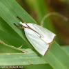 Snowy urola moth