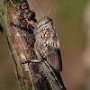 Langosta egipcia (Egyptian Locust)