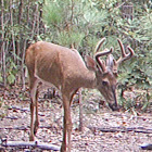 White-tailed deer