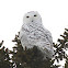 Snowy Owl