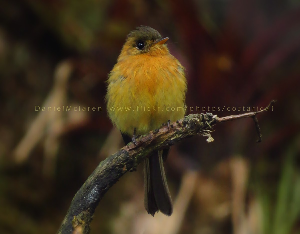 Tufted flycatcher