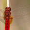 Libélula (Scarlet Dragonfly)