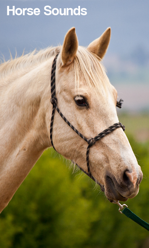 Horse Sounds