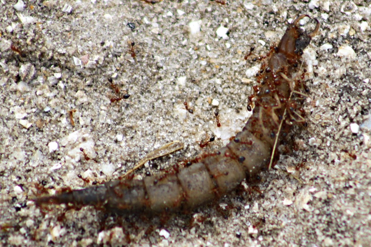 Cybister larva