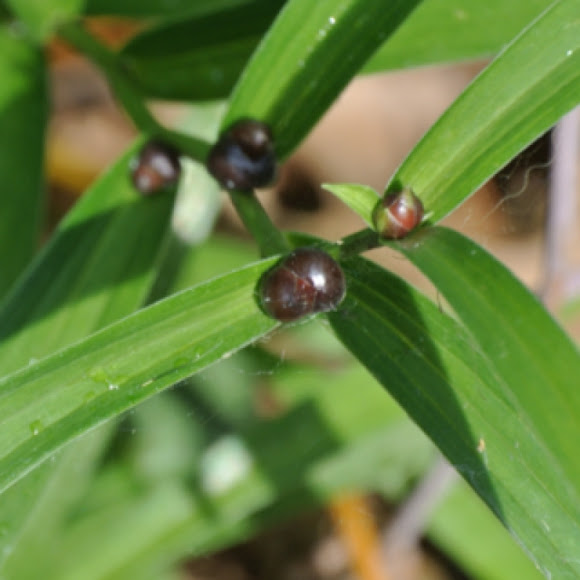 Tiger lily bulbils Project Noah