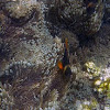 Red / Black Anemonefish,