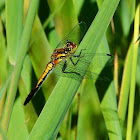 Dragonfly Black darter (female)