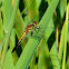 Dragonfly Black darter (female)