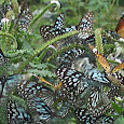 Butterflies of Tirupati