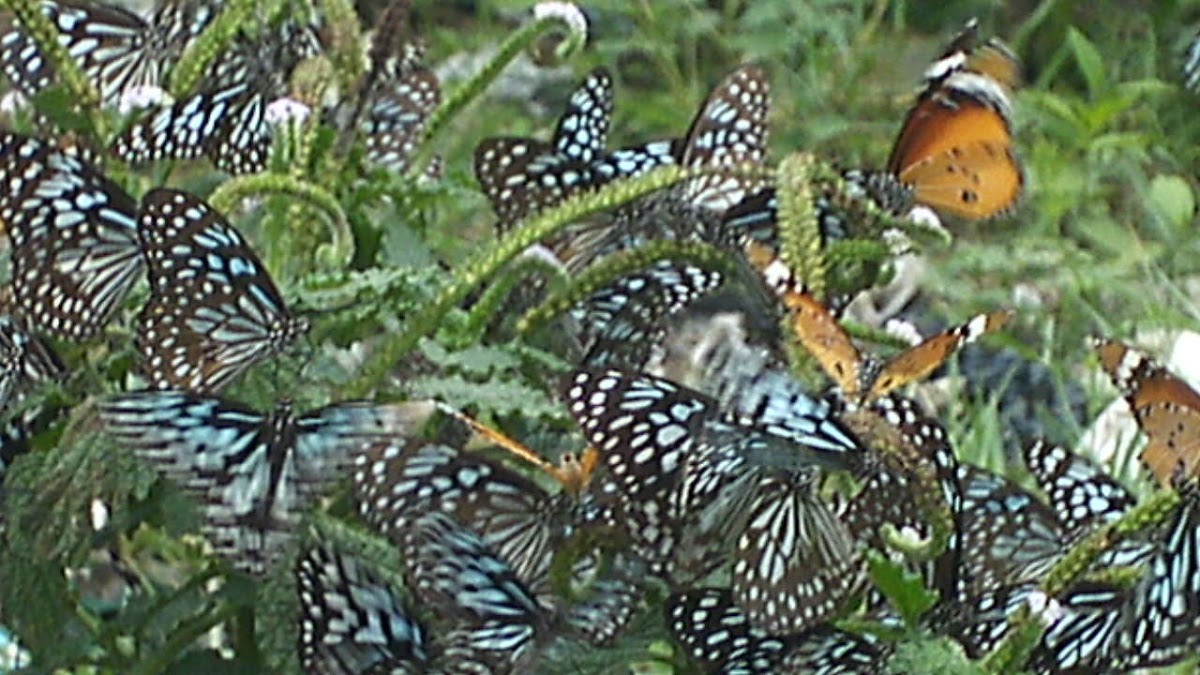 Blue tigers, Monarachs, Common Jay