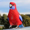 Crimson Rosella