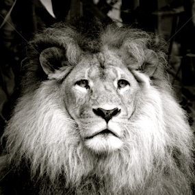 Realm of Kings by Nick Schroeder - Animals Lions, Tigers & Big Cats