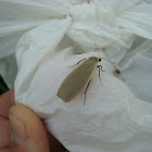 common footman moth