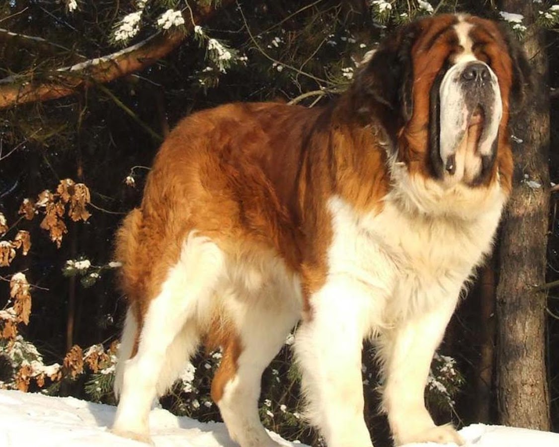 St Bernard Wallpapers - Android Apps on Google Play