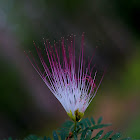 Pink powderruff tree