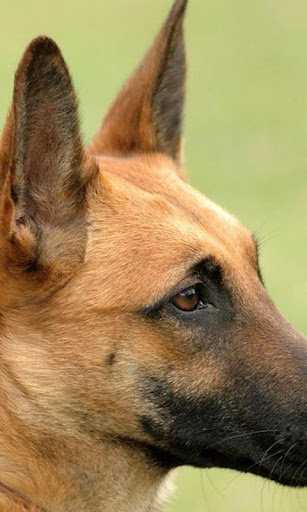 Belgian Malinois Jigsaw Puzzle