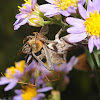 Wheel bug (feeding upon a European honey bee)