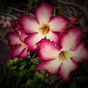 Colorful flower by LoRe Pics ARG - Flowers Flower Gardens