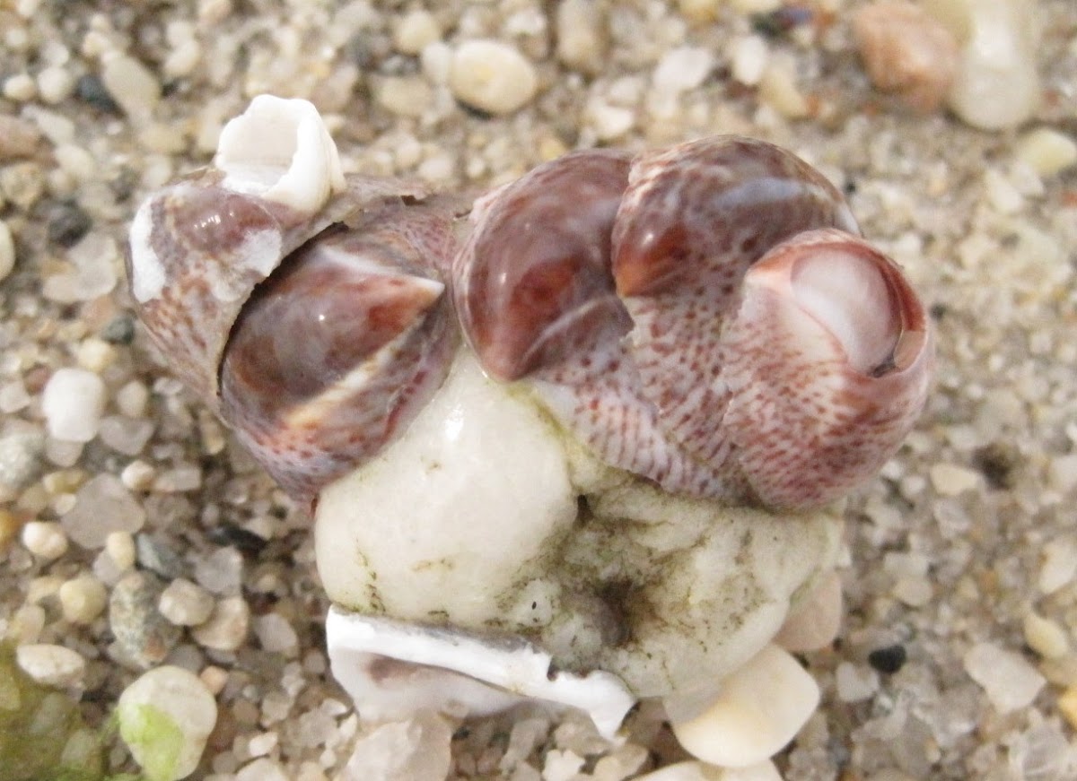 Common Slipper Shell