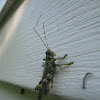 Pine Tree Spur-throated Grasshopper (male)